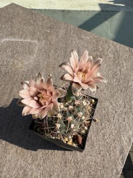 Gymnocalycium poeschlii
